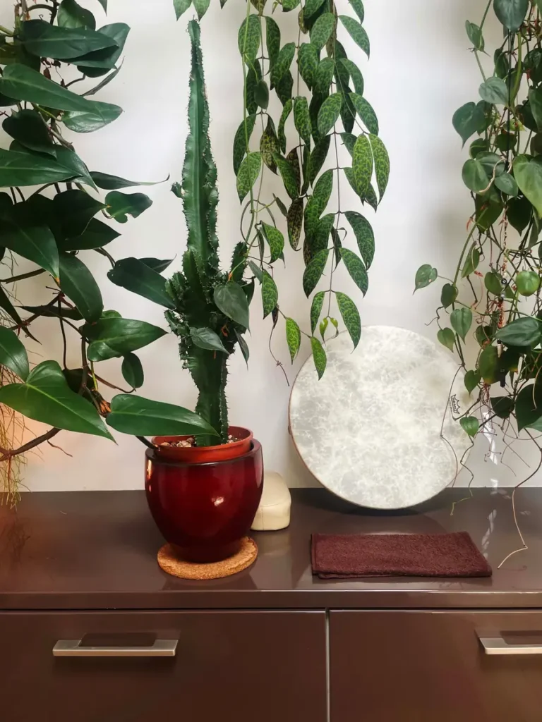 Detail van behandelruimte met planten en rustgevende inrichting