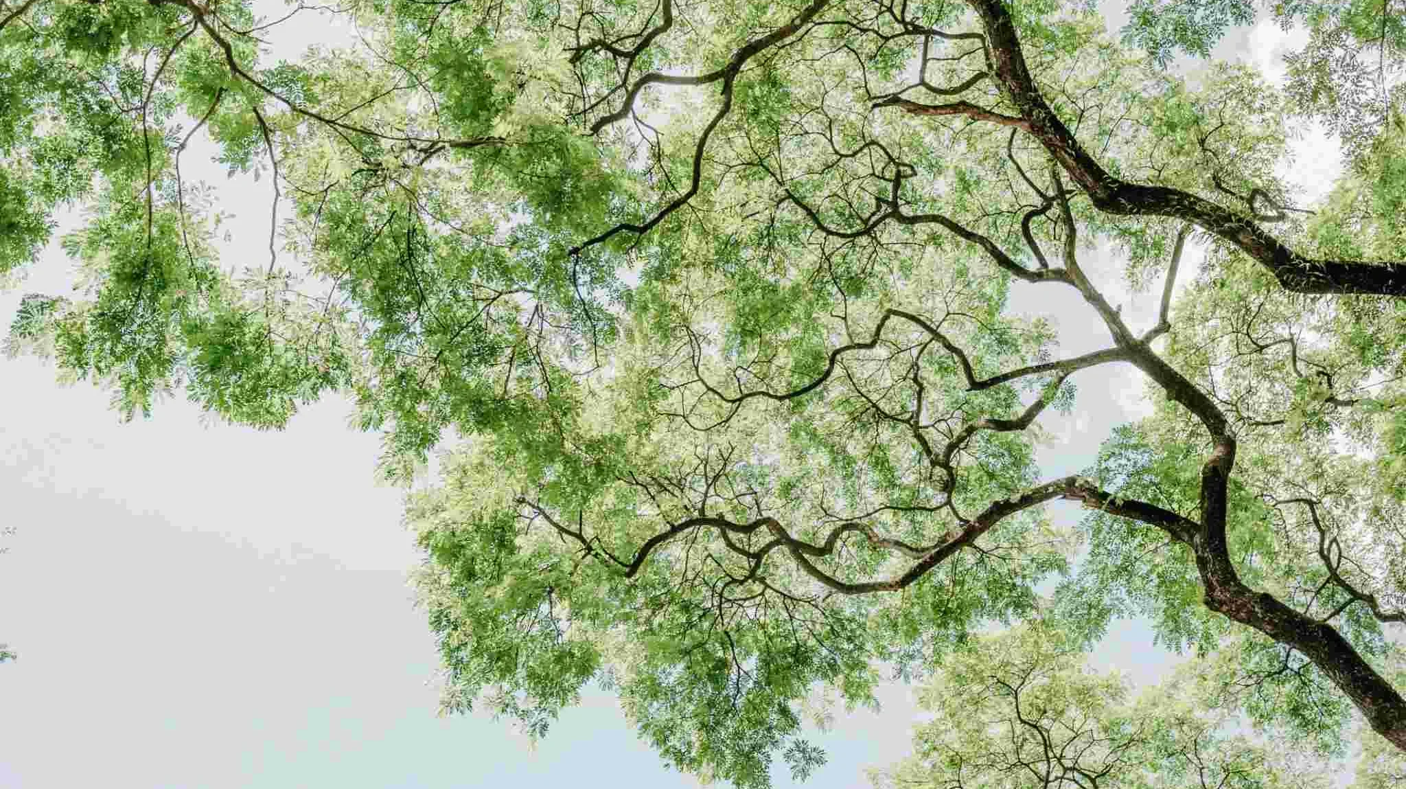 Holistische zorg en natuur als ondersteuning voor herstel